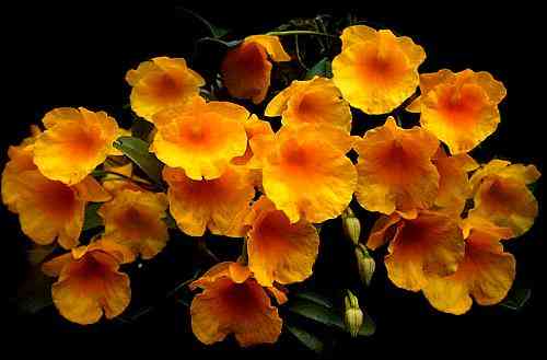 Dendrobium jenkinsii 
